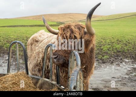 Highland Cattle, genannt auch langhaarige Highland Cattle, langhaarigen Schottische Vieh, North Highland Cattle, Scottish, Scottish Highland Rinder cattl Stockfoto