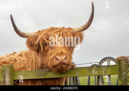 Highland Cattle, genannt auch langhaarige Highland Cattle, langhaarigen Schottische Vieh, North Highland Cattle, Scottish, Scottish Highland Rinder cattl Stockfoto