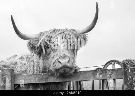 Highland Cattle, genannt auch langhaarige Highland Cattle, langhaarigen Schottische Vieh, North Highland Cattle, Scottish, Scottish Highland Rinder cattl Stockfoto