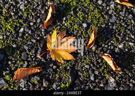 Gefallenen Blätter im Herbst auf grünem Moos Straße im tiefen Wald. Stockfoto