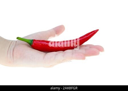 Red Hot Chili Pepper auf Dame Hand an vereinzelten weißen Hintergrund Sporn Stockfoto