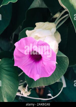 Hell Lavendel Blume Ipomoea cairica Close-up. Natur Hintergrund. Stockfoto