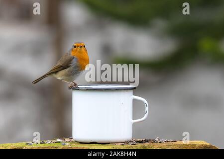 Europäische Robin sitzt auf der Kante einer Tin Cup gegen einen unscharfen Hintergrund mit Kopie Raum Stockfoto