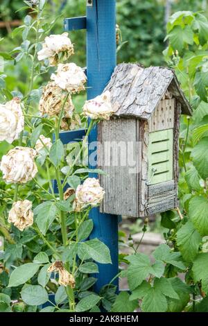 Kleines Insekt hotel, Fading Rosen Stockfoto