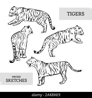 Tiger wild cat Vektor einrichten. White Bengal Tiger Tiere Symbole für Print- oder Tattoo Design. Handgezeichneten Freehand Zoo Abbildung. Kunst Zeichnung von isolierten Zirkustier Stock Vektor
