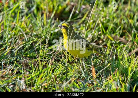 Gelb-fronted Kanarischen (Crithagra mozambica), Masai Mara, Kenia. Stockfoto