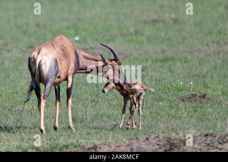 Topi (Damaliscus lunatus) Mutter Reinigung ein neugeborenes Fohlen, Masai Mara, Kenia. Stockfoto