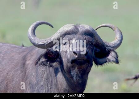 Afrikanischer Büffel (Syncerus Caffer), in der Nähe Portrait, Masai Mara, Kenia. Stockfoto