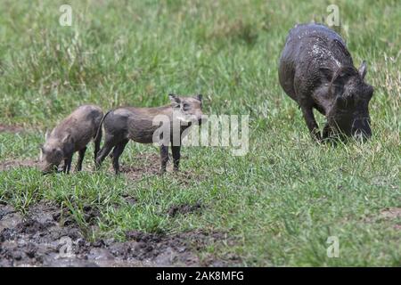 Gemeinsame Warzenschwein (Phacochoerus africanus), Erwachsene mit zwei hoglets, Masai Mara, Kenia. Stockfoto