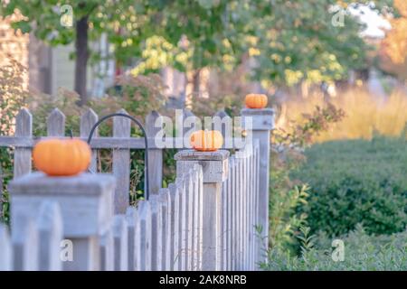 Zeile der Kürbisse für Herbst oder im Herbst auf rustikalen Zaun Stockfoto