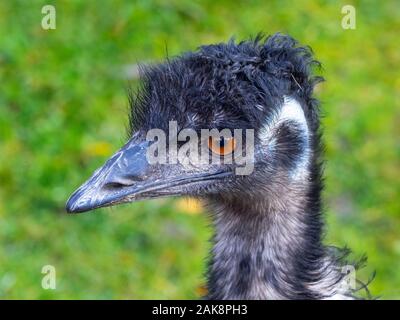 Emu Dromaius novaehollandiae Portrait Stockfoto