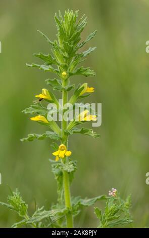 Gelbe bartsia, Parentucellia viscosa, in der Blume im Grünland. Stockfoto