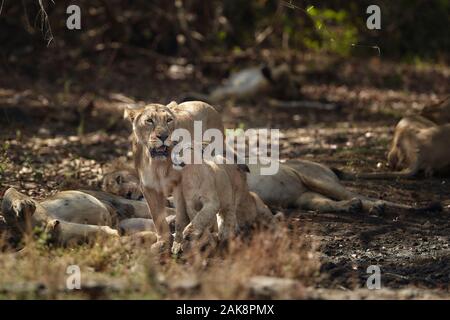 Asiatische Löwin cub im Gir Forest, Indien kuscheln. Stockfoto