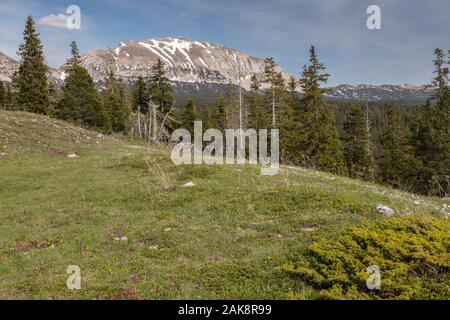 Wiesen und Nadelwäldern woodsland auf hoher Kalkstein Hochebene, Réserve naturelle des Hauts Plateaux du Vercors Vercors Berge, Frankreich. Stockfoto