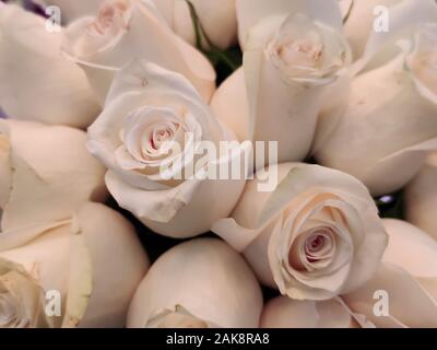 Die weißen Rosen Hintergrund für den Valentinstag oder Muttertag oder Frau Tag Post Card oder eine Einladung. Aroma Therapie Kosmetische Hintergrund. Beaty Salon oder Stockfoto