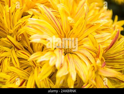 In der Nähe von wunderschönen gelben Chrysanthemen Kopf in einem Garten. Stockfoto