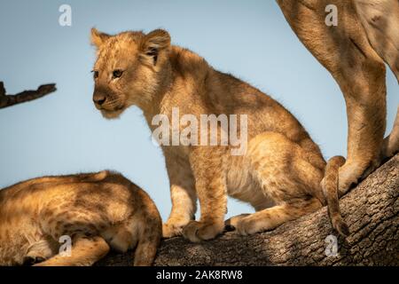 Lion cub sitzt mit Stolz im Baum Stockfoto