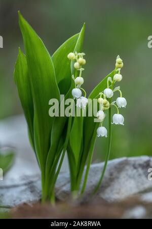 Maiglöckchen, Convallaria majalis, in der Blume in Kalkstein Wälder. Stockfoto