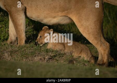 Lion cub steht unter Mutter am Hang Stockfoto