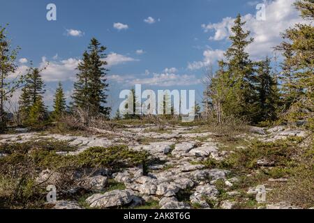 Kalkstein Bürgersteig und scheuern auf der hohen Kalkstein Hochebene, Réserve naturelle des Hauts Plateaux du Vercors Vercors Berge, Frankreich. Stockfoto