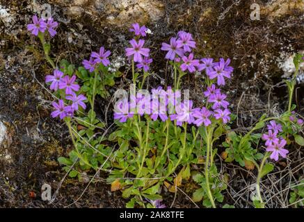 Fairy Fingerhut, erinus Alpinus in Blume auf Kalkstein. Stockfoto