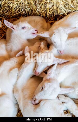 Entspannende neugeborenen Ziegen auf Heu auf einem niederländischen Organic Farm Stockfoto