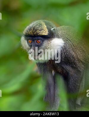 White-throated guenon Cercopithecus erythrogaster Portrait captive Säugetier Stockfoto