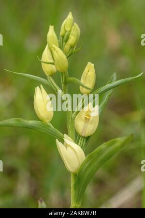 Weiße Waldvögelein, Cephalanthera damasonium in Blume in das Waldgebiet. Stockfoto