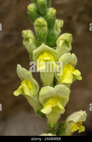 Wild Snapdragon, Antirrhinum majus ssp. Latifolium in seine gelbe Form, auf Kalkstein. Vercors Berge. Stockfoto