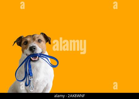 Mit happy dog sitting Konzept aktiver Hund Holding pet-Leine in den Mund bereit für spazieren zu gehen Stockfoto