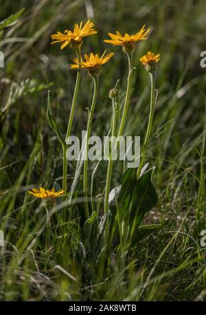 Chamois Ragwort, Senecio Anmerkungen, die in der Blume in East Meadow, Queyras, Frankreich. Stockfoto