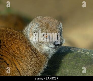 Yellow mongoose Cynictis penicillata Captive Portrait Stockfoto