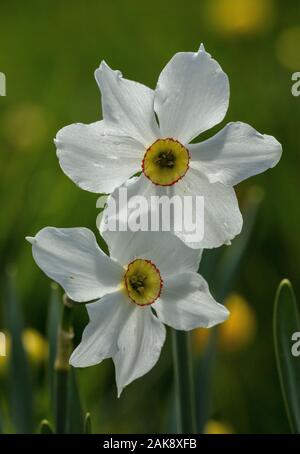 Der Fasan Auge Narzisse, Narcissus poeticus, in der Blume in East Meadow, Queyras, Frankreich Stockfoto