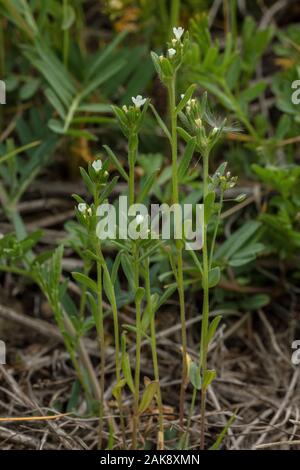 Feld Gromwell, Buglossoides arvensis, in der Blume im Maisfeld. Rückläufige landwirtschaftliche Unkraut. Stockfoto