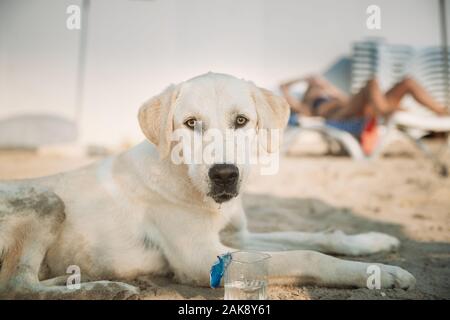 Obdachlosen Hund Getränke Wasser aus einer Schale aus Kunststoff auf Meer Strand. Stockfoto