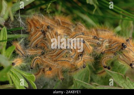 Masse der Lakai motte Malacosoma eulengattung, Raupen im Grünland. Stockfoto