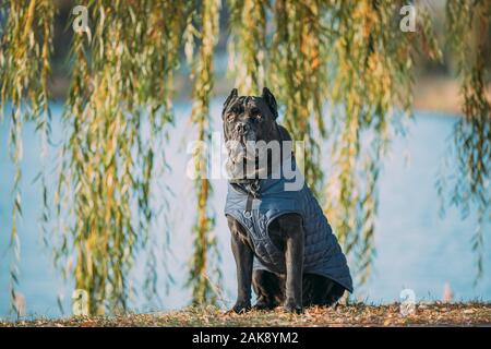 Schwarz Cane Corso Dog Sitting in der Nähe von See unter Zweigen. Hund trägt In warme Kleidung. Große Hunderassen. Stockfoto