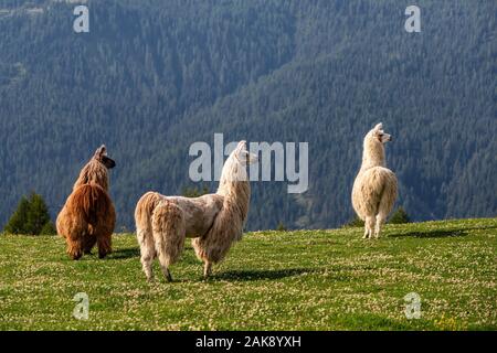Lamas auf der Wiese in den Bergen Stockfoto