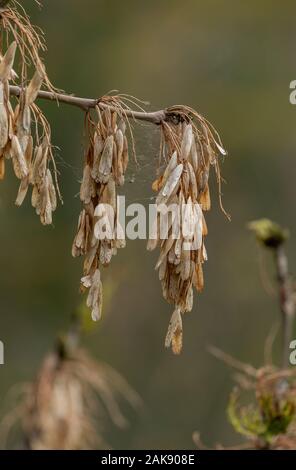 Esche, Fraxinus excelsior, in Blätter kommen, mit Früchten des letzten Jahres. Stockfoto