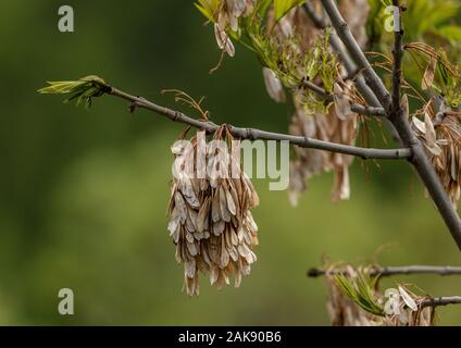 Esche, Fraxinus excelsior, in Blätter kommen, mit Früchten des letzten Jahres. Stockfoto