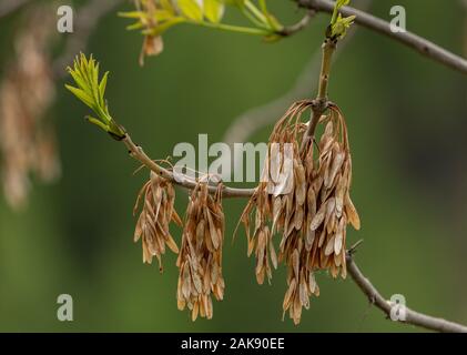 Esche, Fraxinus excelsior, in Blätter kommen, mit Früchten des letzten Jahres. Stockfoto