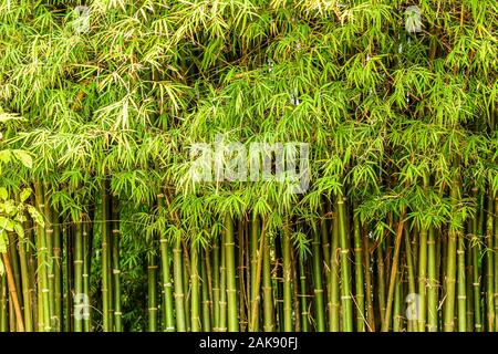 Grüner Bambus Wald Natur Hintergrund. Stockfoto