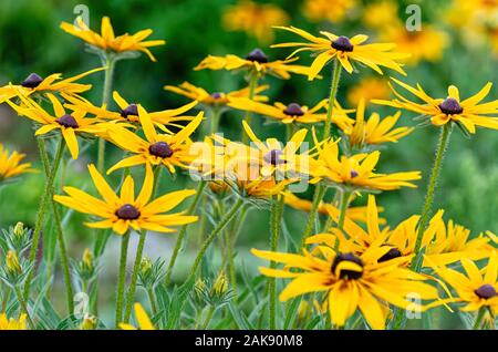 Rudbeckien (Rudbeckia fulgida) im Sommer Garten. Floral background von gelben Gänseblümchen. Close Up. Stockfoto