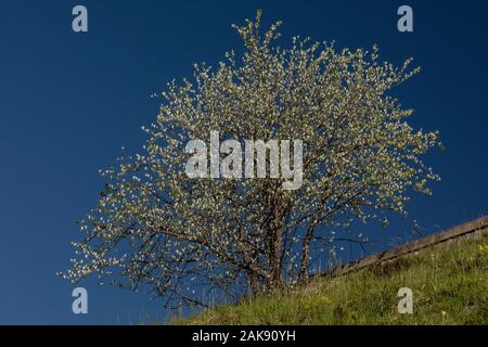 Whitebeam, Sorbus aria, nur in Blätter, weiße Unterseiten der Blätter. Feder. Stockfoto