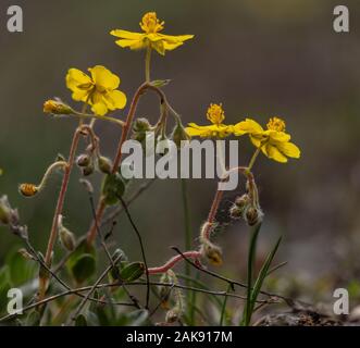 Alpine Rock - Rose, Helianthemum alpestre, in der Blume in der italienischen Seealpen. Stockfoto