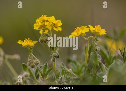 Alpine Rock - Rose, Helianthemum alpestre, in der Blume in der italienischen Seealpen. Stockfoto