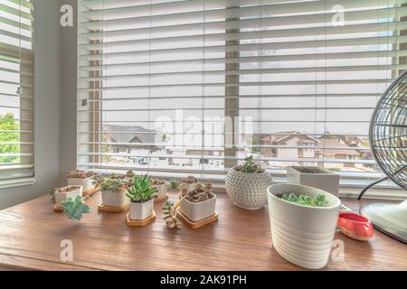 Home Interior mit Kakteen auf weißen Töpfe auf Holzgehäuse gegen Fenster Stockfoto