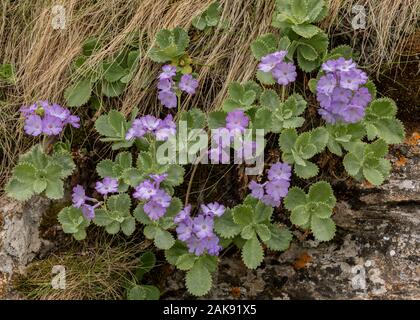 Silber umrandete Primel Primula marginata Klumpen in der Blüte im Frühjahr, in die Seealpen. Stockfoto