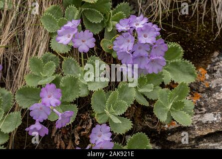 Silber umrandete Primel Primula marginata Klumpen in der Blüte im Frühjahr, in die Seealpen. Stockfoto