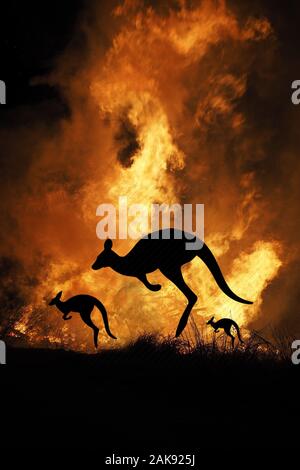 Buschfeuer in Australien Wald viele Känguruhs und andere Tiere, die Flucht zu speichern Ihr Leben, Evakuierung silhouette zerstört. Stockfoto